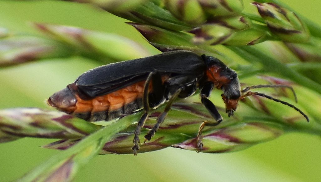 Cantharis obscura ?... Cantharis gr. obscura